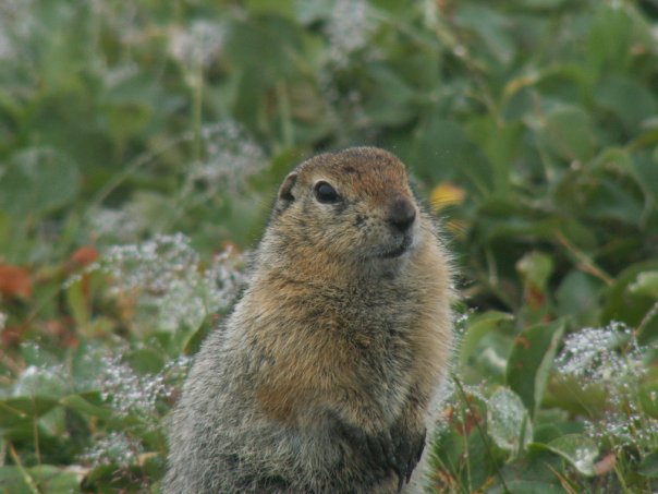 Животные прикубанской равнины. Суслик крапчатый (Spermophilus suslicus). Прикубанская равнина животные. Животный мир Закубанской равнины. Прикубанская низменность животный мир.