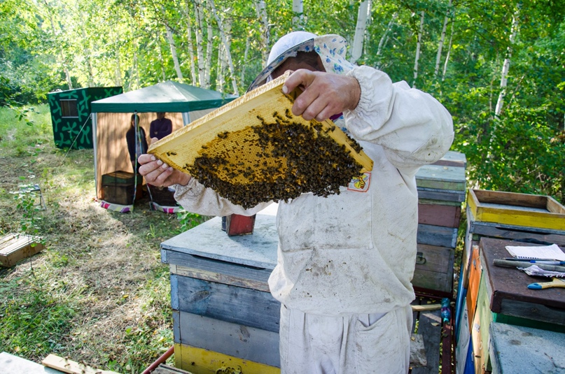 Что делает пчеловод. Слабая семья пчел. Объединение пчелосемей. Бесконтактное Пчеловодство. Пчела ассоциации.
